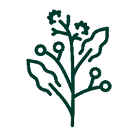 alcanfo