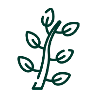 eucali
