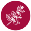 ICON-1