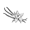 vainilla