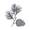 cedr